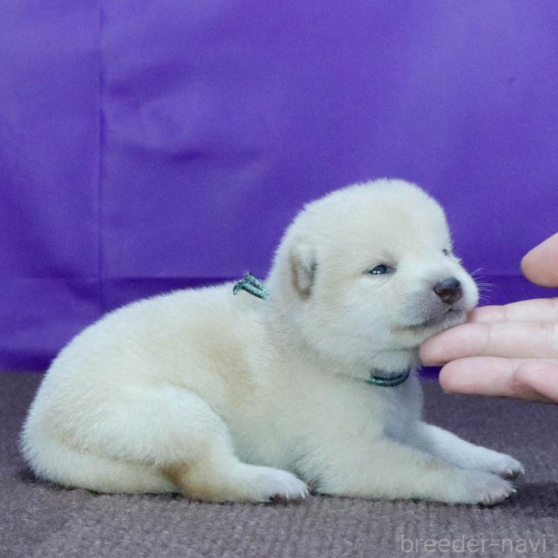 販売中の愛知県の柴犬-406787の3枚目